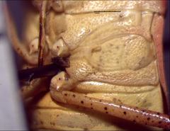 Euschistus servus euschistoides