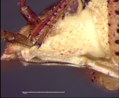 Euschistus servus euschistoides