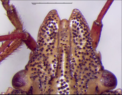 Euschistus servus euschistoides