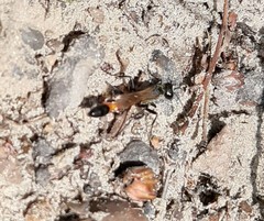 Ammophila sabulosa