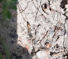 Ammophila sabulosa