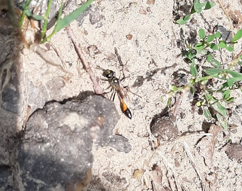 Red-belted Sand Wasp, 7736 Beerze, Nederland, photo 6 of 10