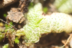 Riccia papulosa