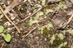 Riccia papulosa