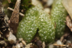 Riccia papulosa