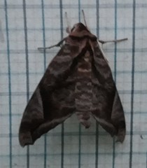 Acosmeryx naga