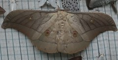Antheraea pernyi