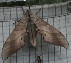 Marumba