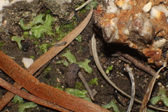 Riccia crassa