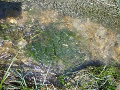 Zannichellia palustris major