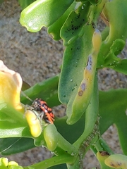 Eurydema herbacea
