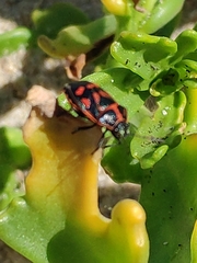Eurydema herbacea