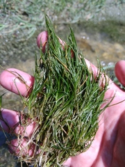 Zannichellia palustris major