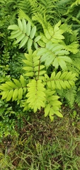 Sorbus aucuparia