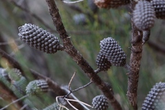 Allocasuarina campestris