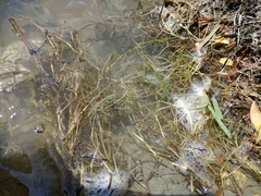 Zannichellia palustris major