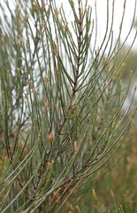 Allocasuarina campestris