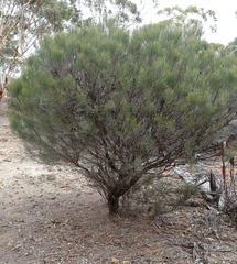 Allocasuarina campestris