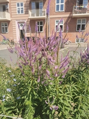 Veroniceae