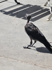 Corvus monedula