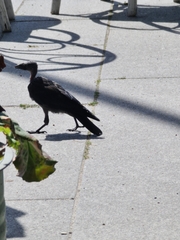 Corvus monedula