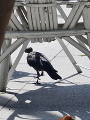 Corvus monedula