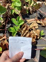 Diplocarpon fragariae