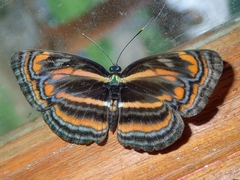 Pantoporia antara