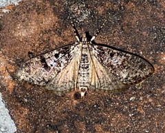 Palpita arsaltealis