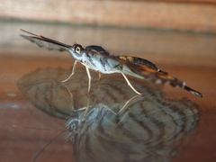 Pantoporia antara