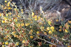 Acacia stenoptera