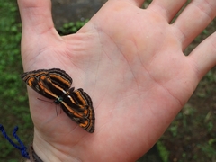 Pantoporia antara