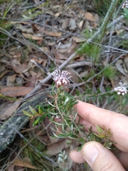 Grevillea sphacelata