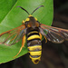 Hornet Moth - Photo (c) Ryszard, some rights reserved (CC BY-NC)