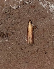Peoria roseotinctella