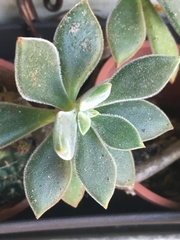 Echeveria pulvinata