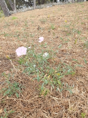 Convolvulus cantabrica