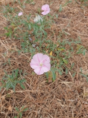 Convolvulus cantabrica