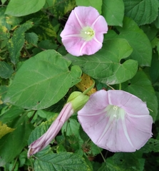 Calystegia × pulchra