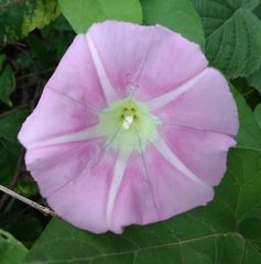 Calystegia × pulchra