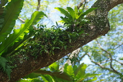 Callostylis pulchella