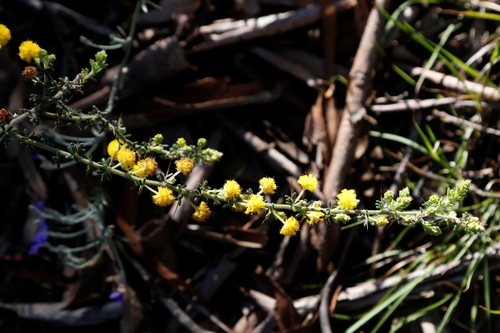 Image of Acacia lasiocarpa by (c) Margaret Langley, some rights reserved (CC BY)