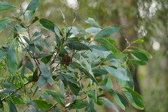 Acacia obliquinervia