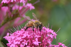 Apis mellifera