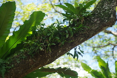 Callostylis pulchella