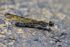 Libellago xanthocyana