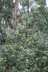 Acacia obliquinervia