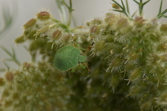 Palomena prasina