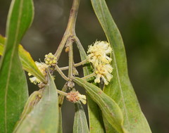 Acacia leprosa