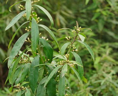 Philotheca myoporoides myoporoides